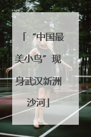 “中国最美小鸟”现身武汉新洲沙河