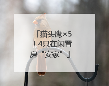 猫头鹰×5！4只在闲置房“安家”