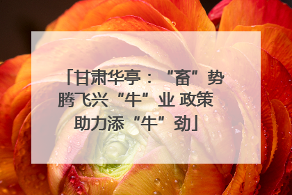 甘肃华亭：“畜”势腾飞兴“牛”业 政策助力添“牛”劲