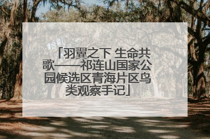 羽翼之下 生命共歌——祁连山国家公园候选区青海片区鸟类观察手记