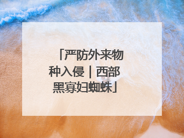 严防外来物种入侵｜西部黑寡妇蜘蛛