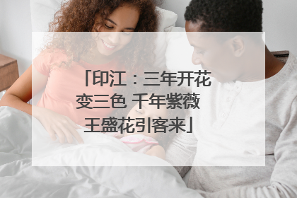印江：三年开花变三色 千年紫薇王盛花引客来