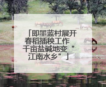 即墨蓝村展开春稻插秧工作 千亩盐碱地变“江南水乡”