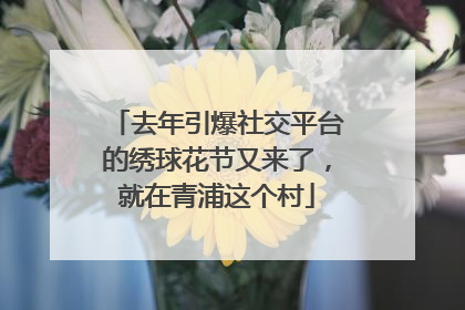 去年引爆社交平台的绣球花节又来了，就在青浦这个村