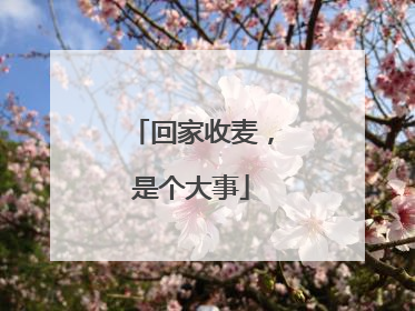 回家收麦，是个大事