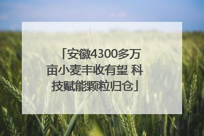 安徽4300多万亩小麦丰收有望 科技赋能颗粒归仓
