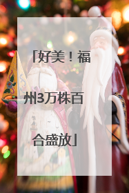 好美！福州3万株百合盛放