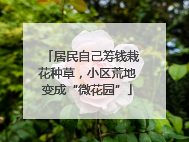 居民自己筹钱栽花种草，小区荒地变成“微花园”