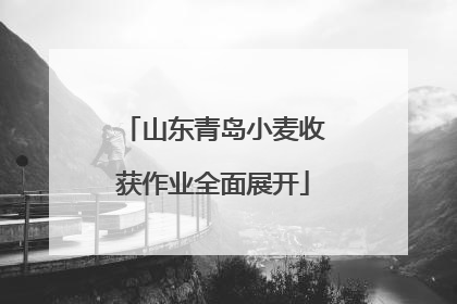 山东青岛小麦收获作业全面展开