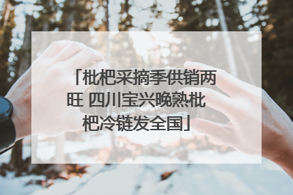 枇杷采摘季供销两旺 四川宝兴晚熟枇杷冷链发全国