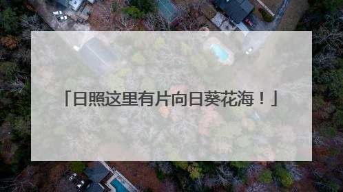 日照这里有片向日葵花海！