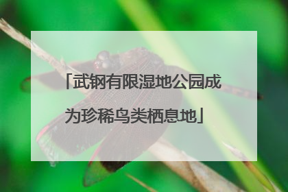 武钢有限湿地公园成为珍稀鸟类栖息地