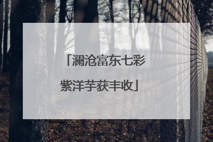 澜沧富东七彩紫洋芋获丰收