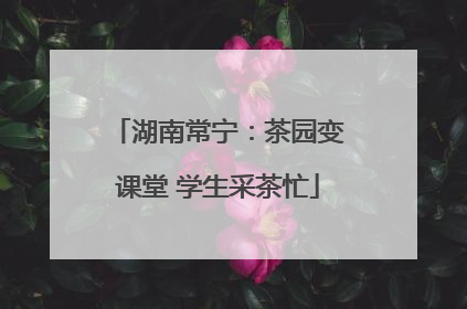 湖南常宁：茶园变课堂 学生采茶忙