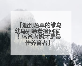遇到落单的雏鸟幼鸟别急着捡回家！鸟爸鸟妈才是最佳养育者