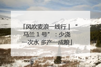 风吹麦浪一线行｜“马兰 1 号”：少浇一次水 多产一成粮
