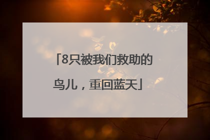 8只被我们救助的鸟儿，重回蓝天